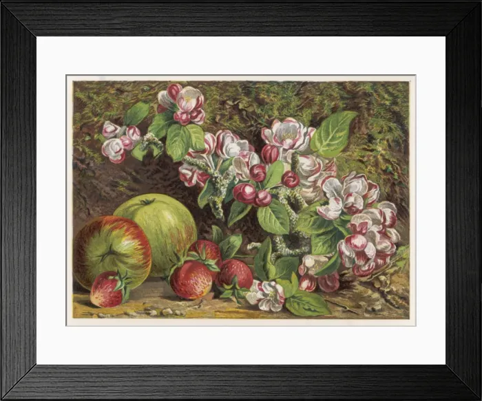 Framed Print : Fruit / Apples Straws 1861 Framed Print : Fruit / Apples Straws 1861