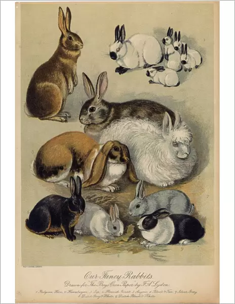 Rabbits & Hares  /  Lydon