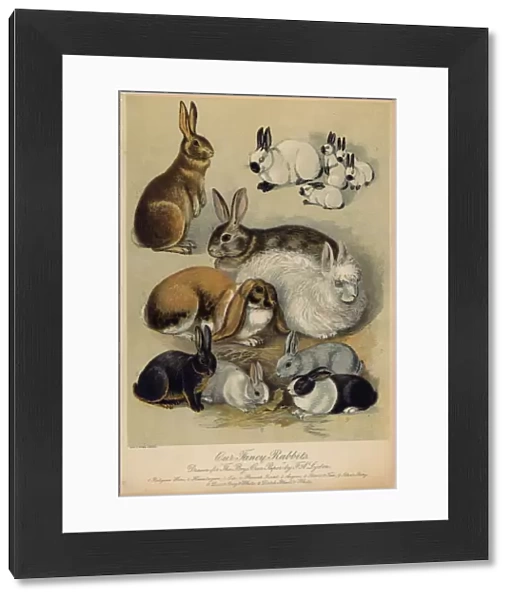 Rabbits & Hares  /  Lydon