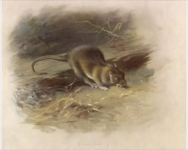 Brown Rat  /  Thorburn