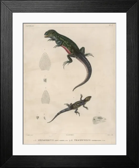 Framed Print : Two Lizard Species Framed Print : Two Lizard Species