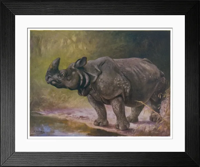 Framed Print : Rhinoceros 1909 Framed Print : Rhinoceros 1909