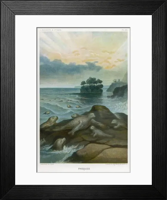 Framed Print : Seals on Rock 1865 Framed Print : Seals on Rock 1865