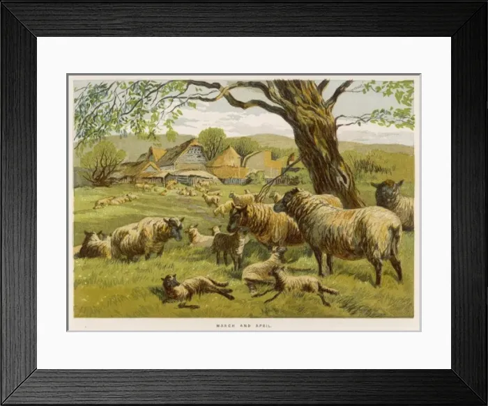 Framed Print : Sheep in Meadow 1862