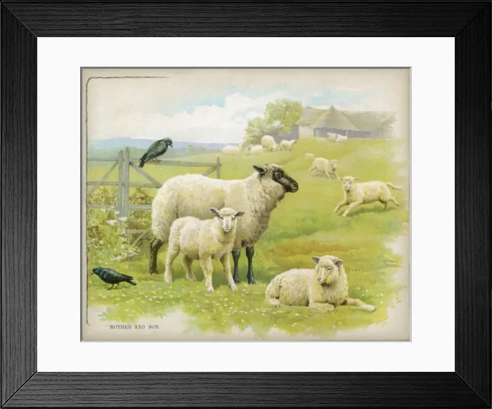 Framed Print : Sheep & Lambs C1880S Framed Print : Sheep & Lambs C1880S