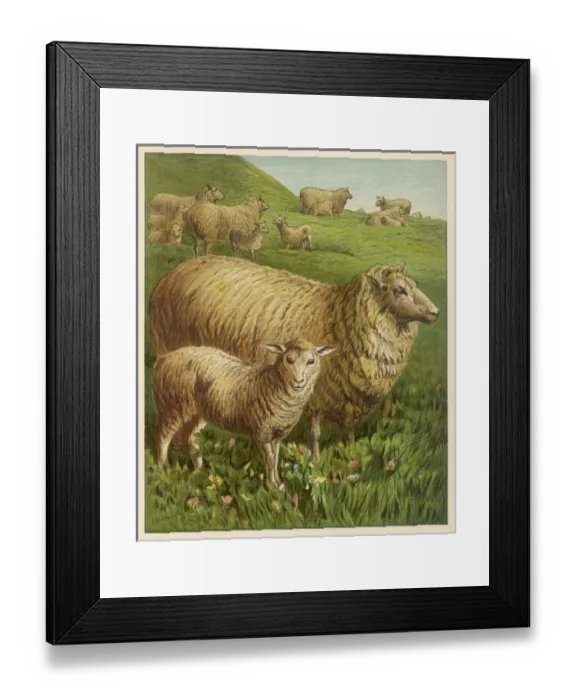 Framed Print : Sheep & Lambs 1877 Framed Print : Sheep & Lambs 1877