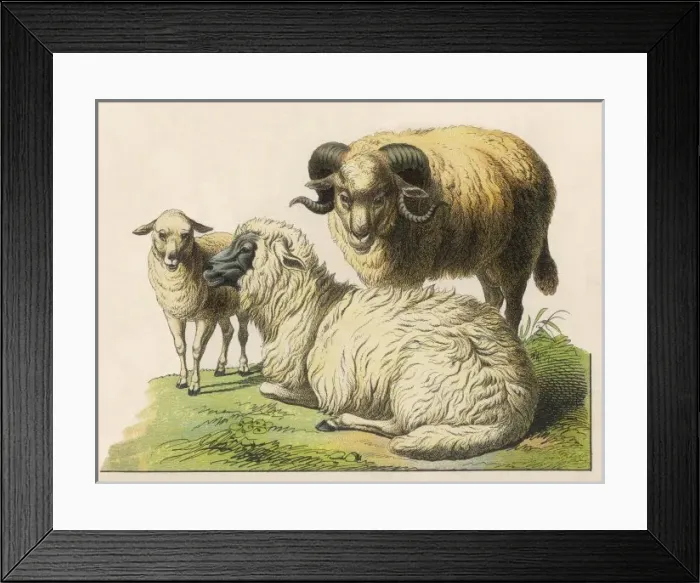 Framed Print : Three Sheep 19C Framed Print : Three Sheep 19C