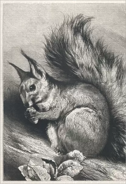 Red Squirrel 1879