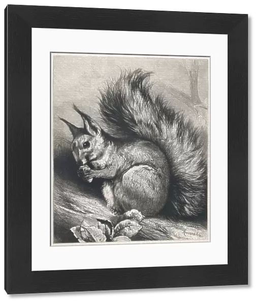 Red Squirrel 1879