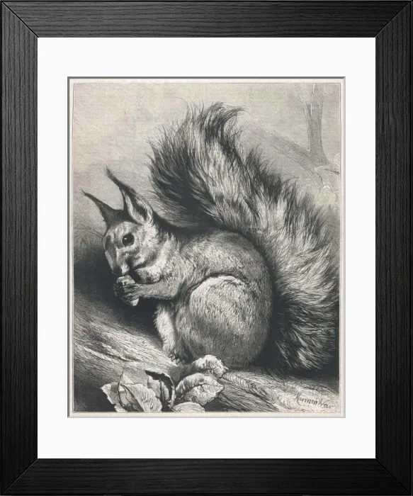 Framed Print : Red Squirrel 1879 Framed Print : Red Squirrel 1879