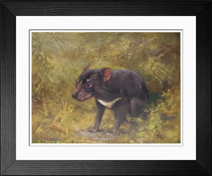 Framed Print : Tasmanian Devil 1909 Framed Print : Tasmanian Devil 1909