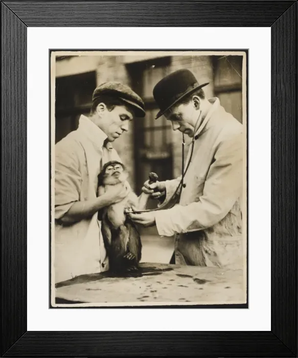 Framed Print : Lung Test / Monkey Framed Print : Lung Test / Monkey