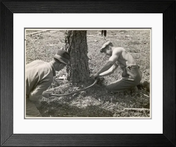 Framed Print : Sawing a Tree Framed Print : Sawing a Tree