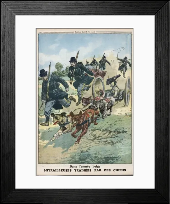 Framed Print : Belgian Dogs Pull Guns Framed Print : Belgian Dogs Pull Guns