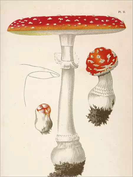 Funghi  /  Cordier 2 1876