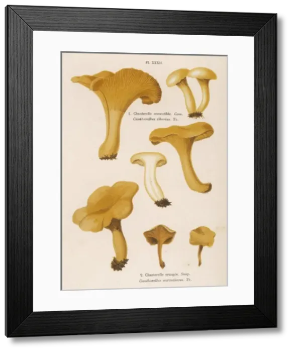 Framed Print : FUNGHI / CORDIER 32 1876 Framed Print : FUNGHI / CORDIER 32 1876
