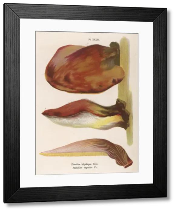 Framed Print : FUNGHI / CORDIER 33 1876 Framed Print : FUNGHI / CORDIER 33 1876