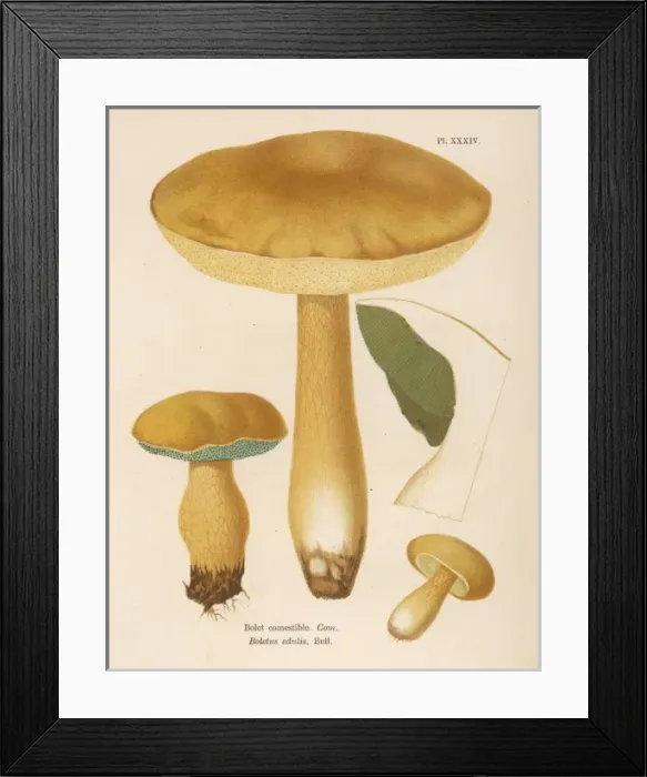 Framed Print : FUNGHI / CORDIER 34 1876 Framed Print : FUNGHI / CORDIER 34 1876