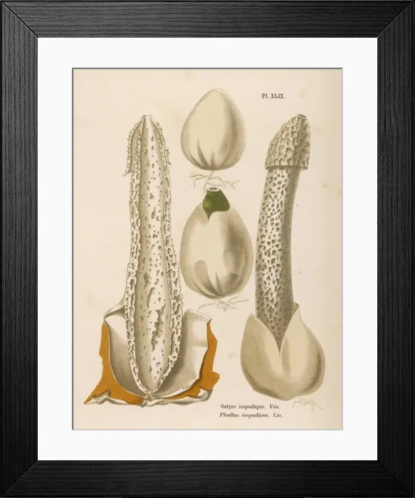 Framed Print : FUNGHI / CORDIER 49 1876 Framed Print : FUNGHI / CORDIER 49 1876