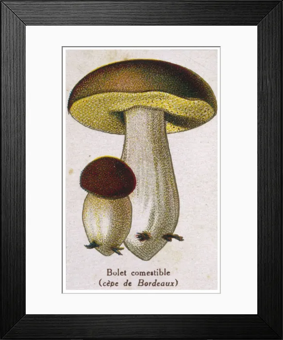 Framed Print : Funghi / Edible Boletus Framed Print : Funghi / Edible Boletus