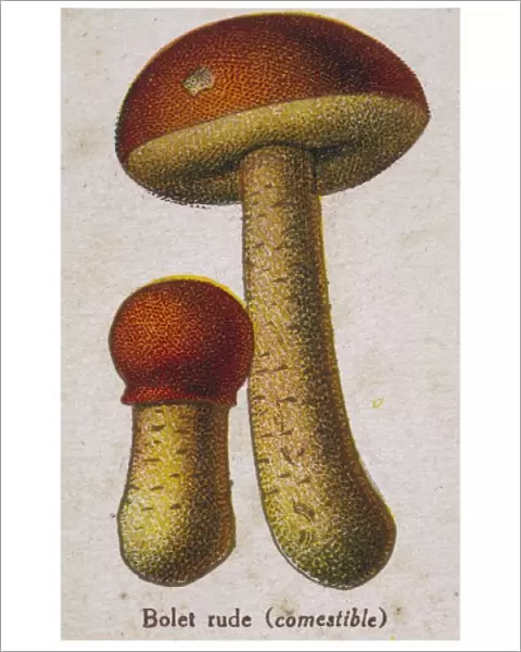 Funghi  /  Common Boletus