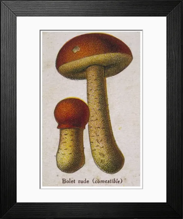 Framed Print : Funghi / Common Boletus Framed Print : Funghi / Common Boletus