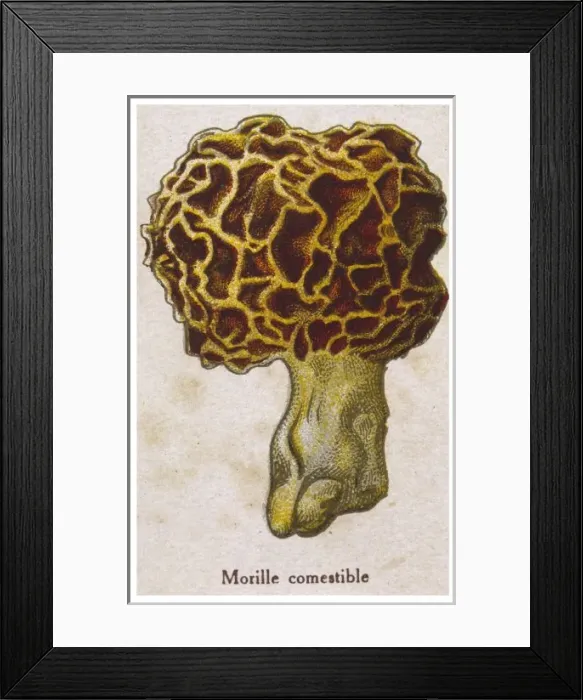 Framed Print : Funghi / Morchella Edible Framed Print : Funghi / Morchella Edible