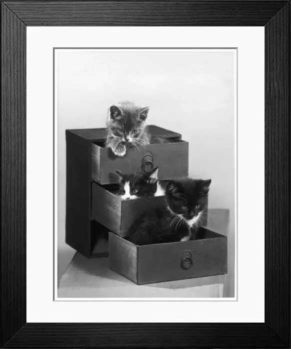 Framed Print : Three Kittens in Drawers Framed Print : Three Kittens in Drawers