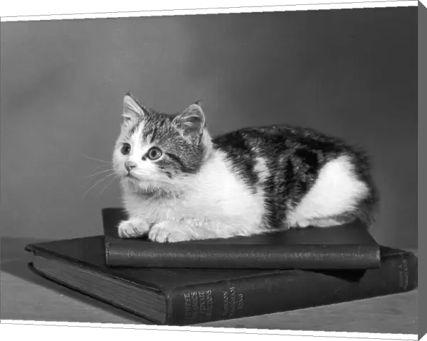 Kitten on Books