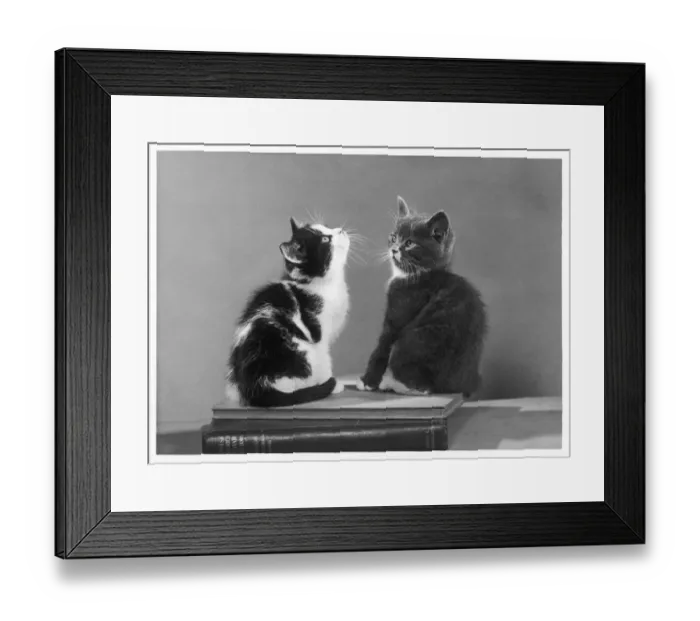 Framed Print : Two Kittens on Books Framed Print : Two Kittens on Books
