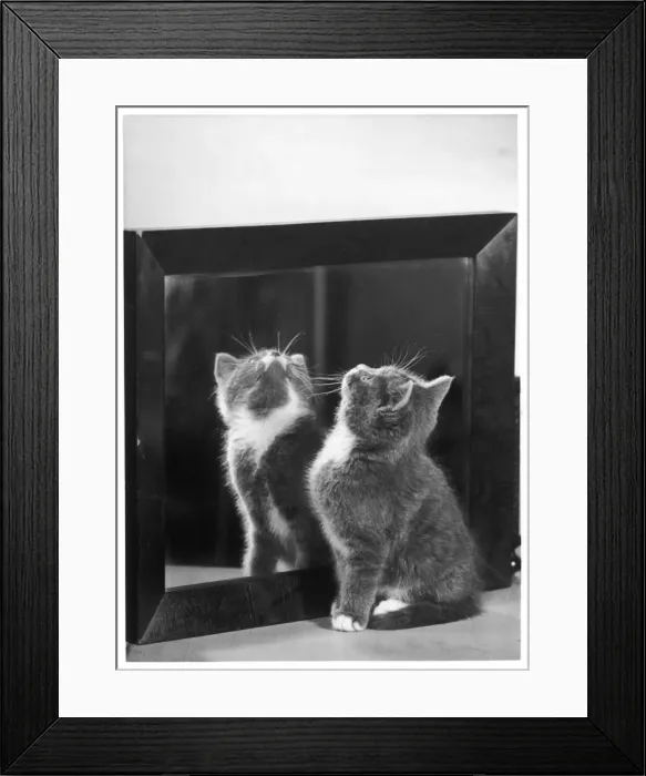 Framed Print : Grey Kitten and Mirror Framed Print : Grey Kitten and Mirror