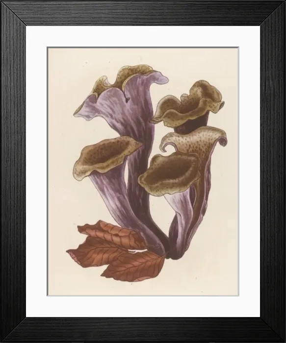 Framed Print : Craterellus Cornucopiode Framed Print : Craterellus Cornucopiode