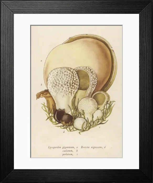 Framed Print : Lycoperdon / Various Framed Print : Lycoperdon / Various