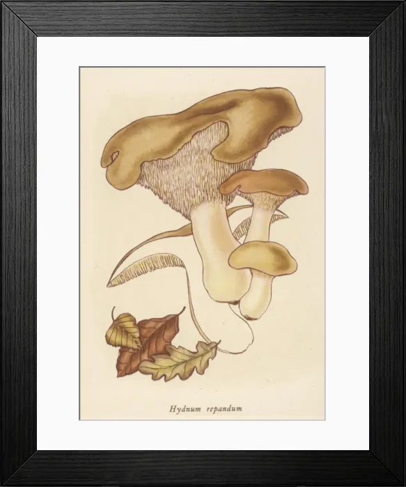 Framed Print : Hydnum Repandum Framed Print : Hydnum Repandum