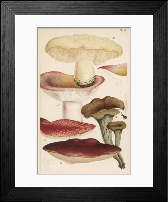 Framed Print : Mushrooms / Various Framed Print : Mushrooms / Various