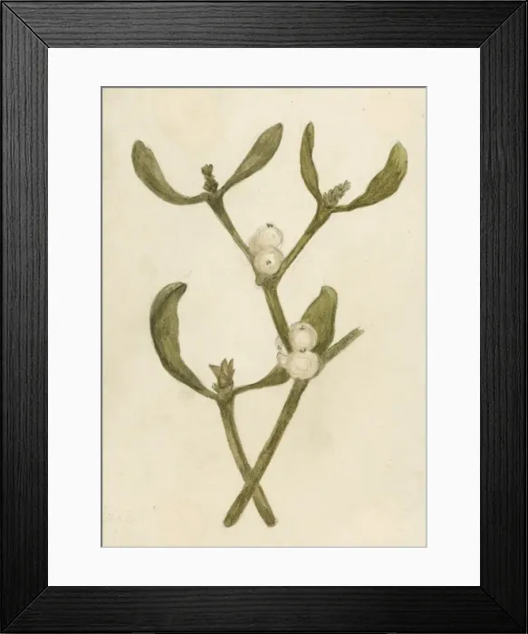 Framed Print : MISTLETOE. A parasitic evergreen plant that attaches itself to trees Framed Print : MISTLETOE. A parasitic evergreen plant that attaches itself to trees