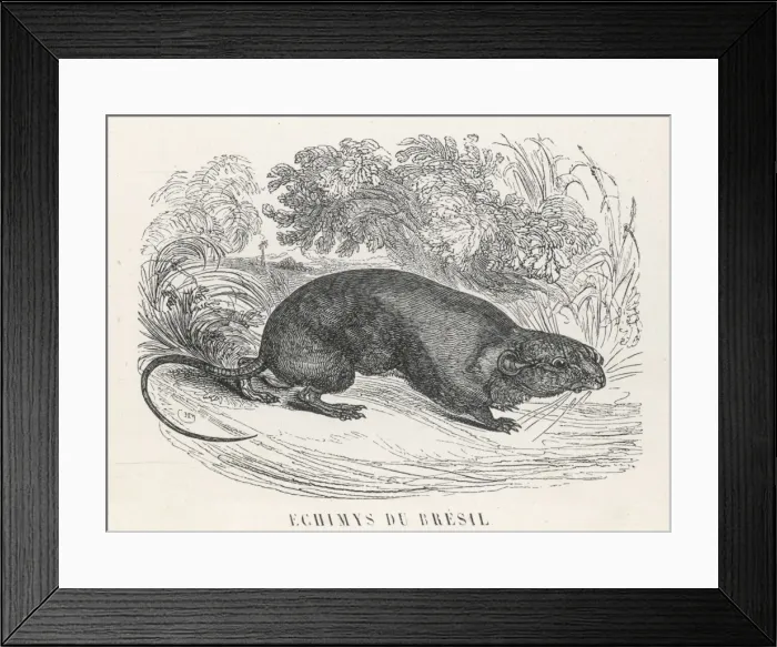 Framed Print : Arboreal Spiny Rat Framed Print : Arboreal Spiny Rat