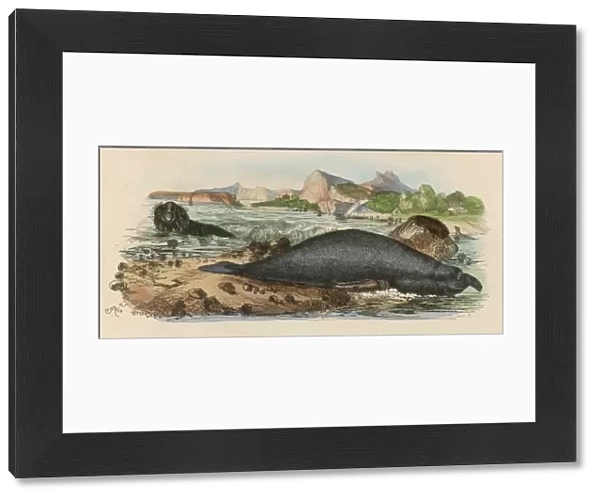 Elephant Seal 1838