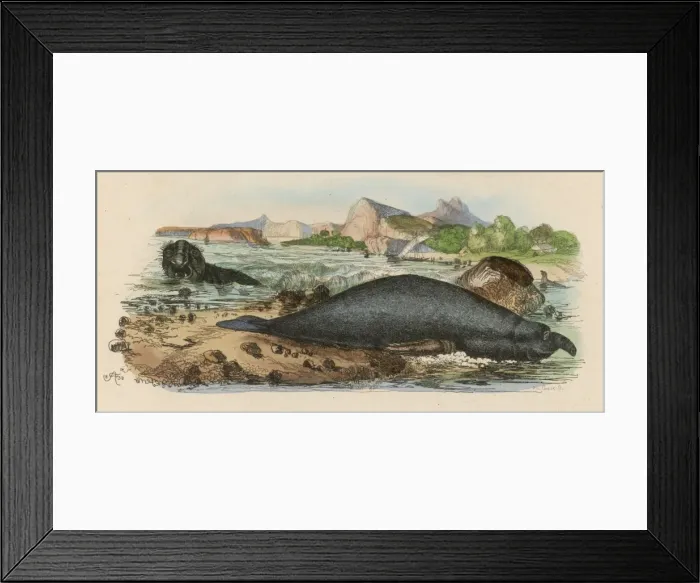 Framed Print : Elephant Seal 1838 Framed Print : Elephant Seal 1838
