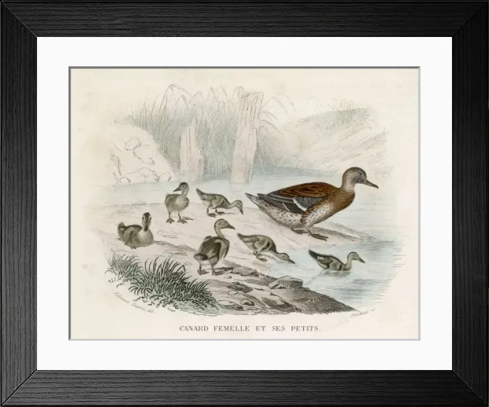 Framed Print : Mallard / Ducklings Framed Print : Mallard / Ducklings