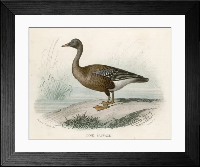 Framed Print : WILD GOOSE Framed Print : WILD GOOSE