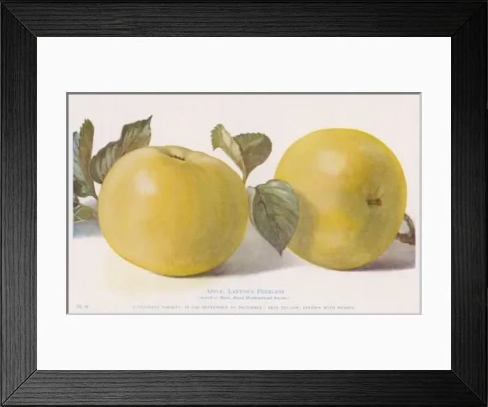 Framed Print : Apple / Laxtons Peerless Framed Print : Apple / Laxtons Peerless