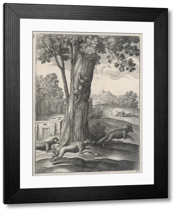 Framed Print : Dogs Fight Foxes Framed Print : Dogs Fight Foxes