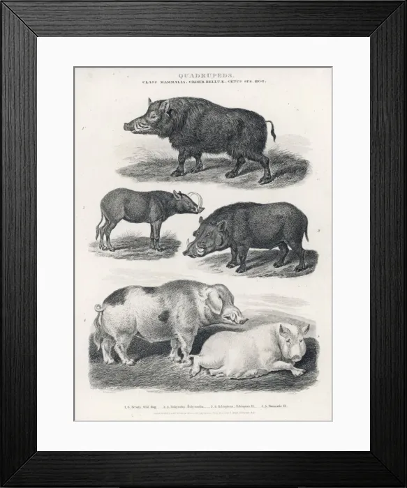 Framed Print : Wart Hogs / Various Framed Print : Wart Hogs / Various