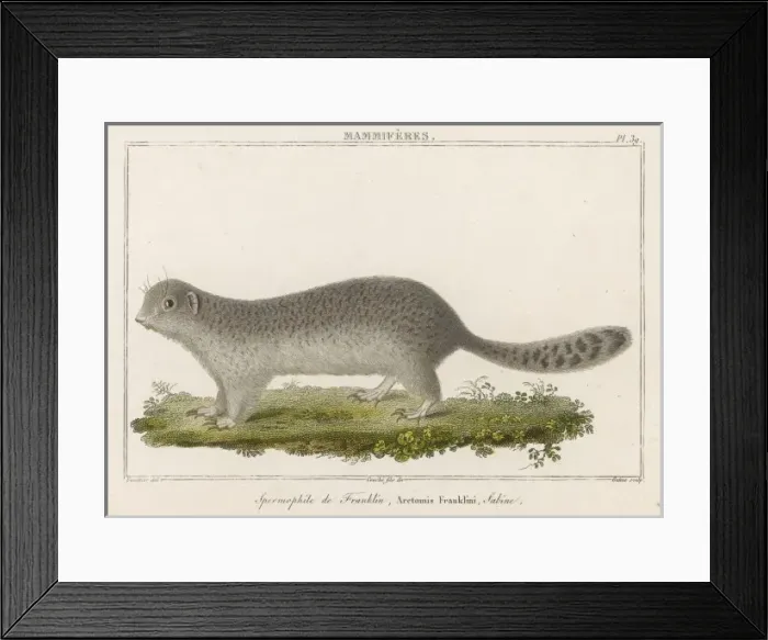 Framed Print : Ground Squirrel Framed Print : Ground Squirrel
