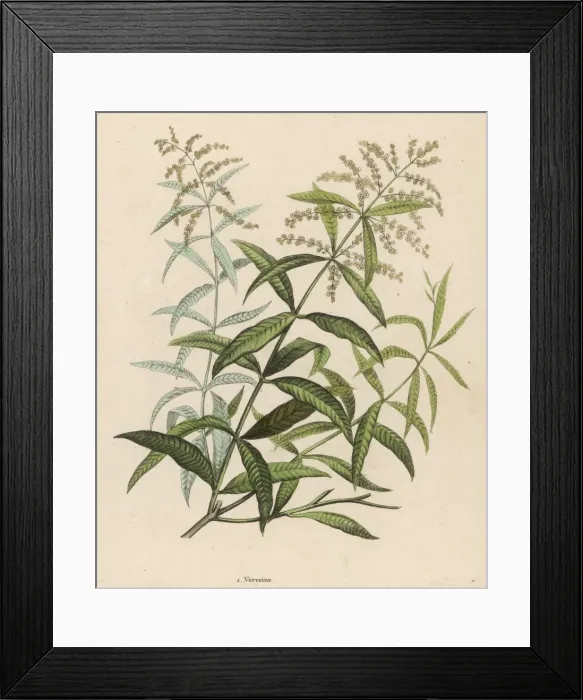 Framed Print : VERBENA. Also called Verveine or Vervain Framed Print : VERBENA. Also called Verveine or Vervain