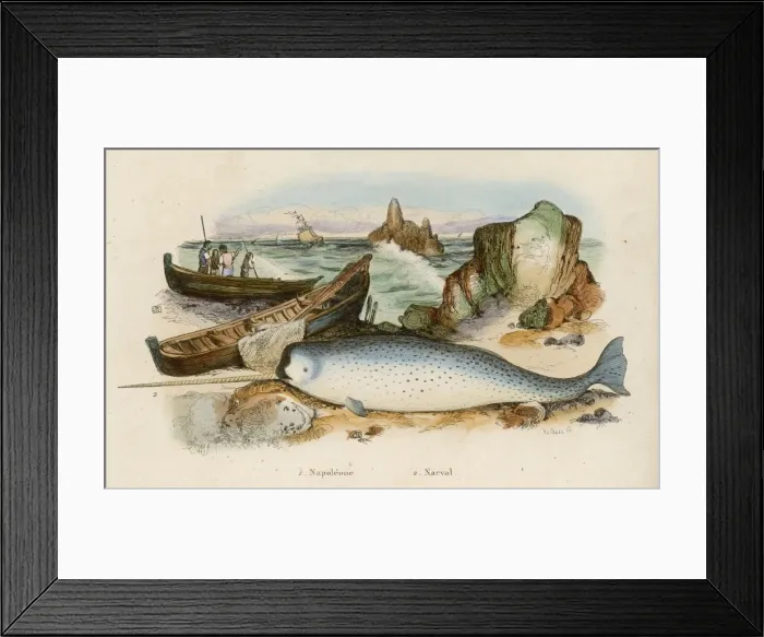 Framed Print : NARWHAL Framed Print : NARWHAL