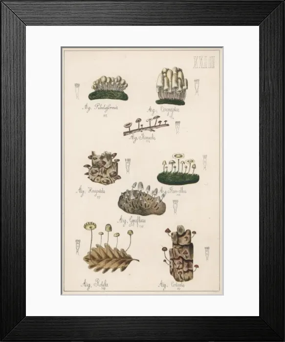 Framed Print : Mushrooms / Various Framed Print : Mushrooms / Various