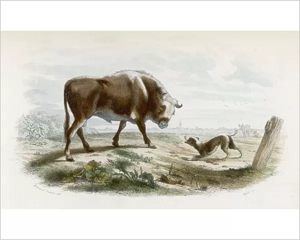 Bull with Dog