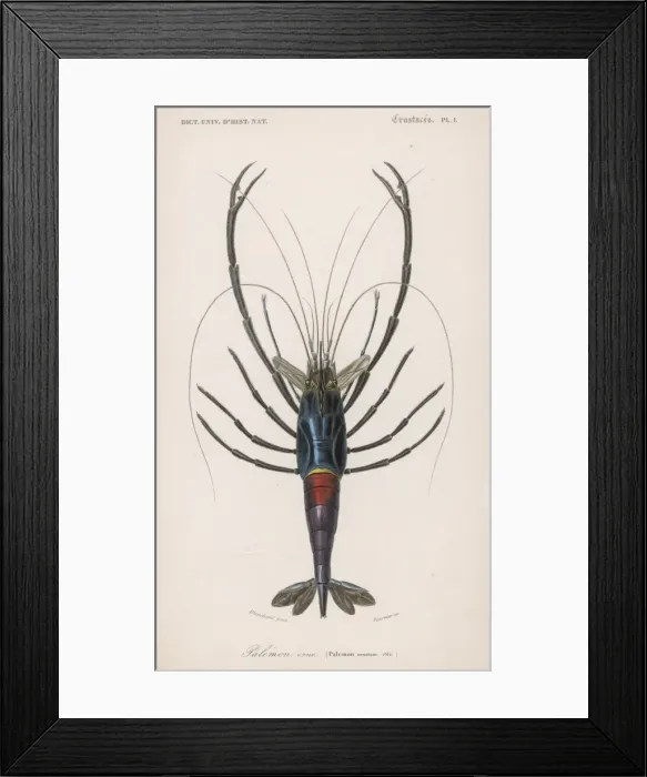 Framed Print : Ornamental Shrimp Framed Print : Ornamental Shrimp